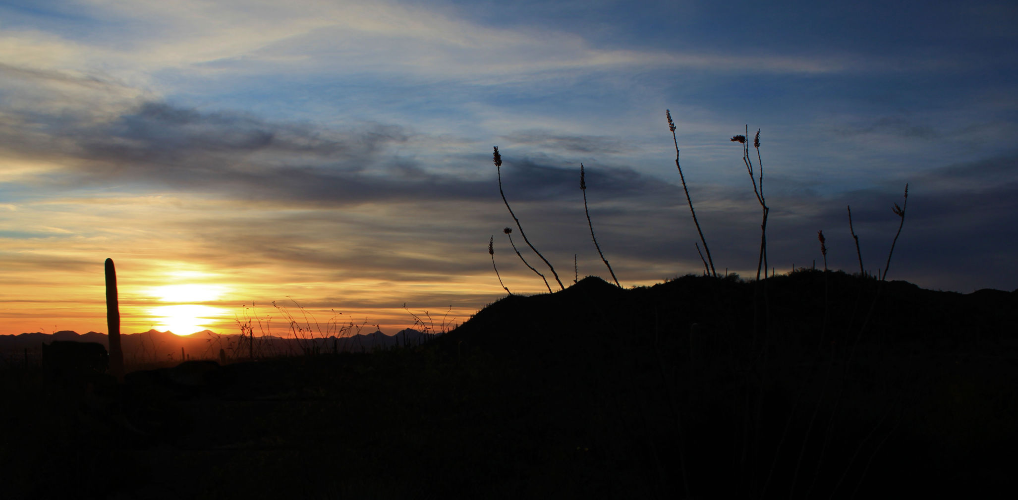 Desert Museum Sunset